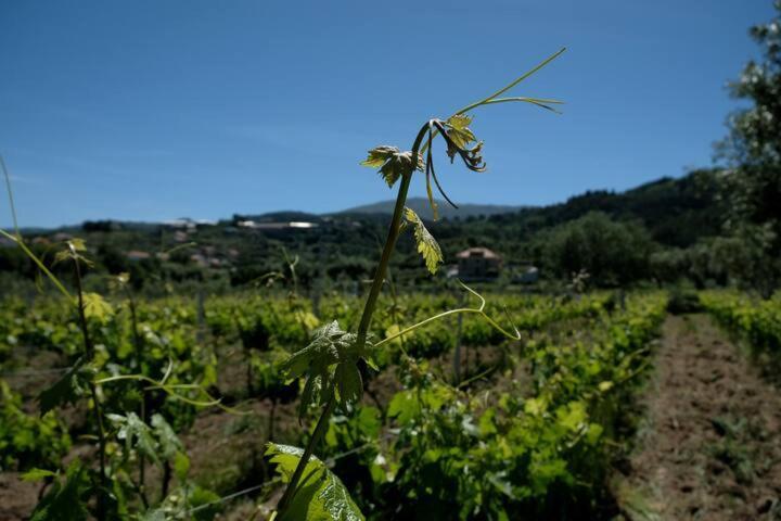 Quinta De Vodra Seia Exterior foto